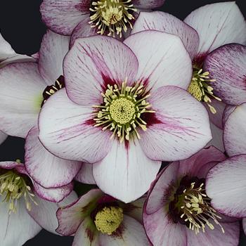 Lenten Rose