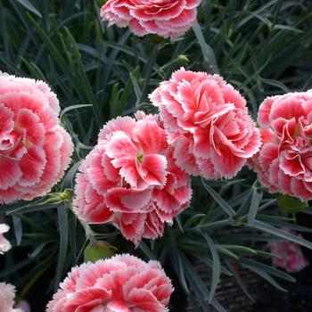 Border Carnation Border Carnation