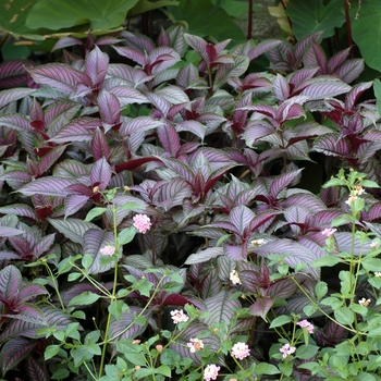 Persian Shield Persian Shield