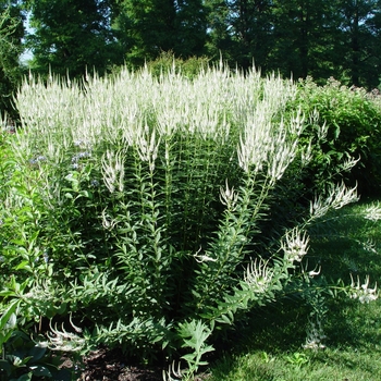 Culver's Root Culver's Root