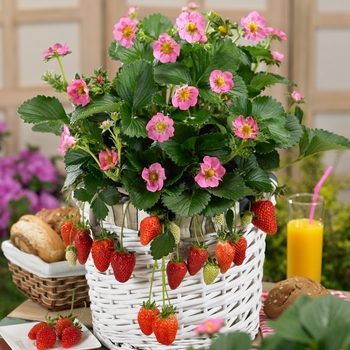 Strawberry Strawberry