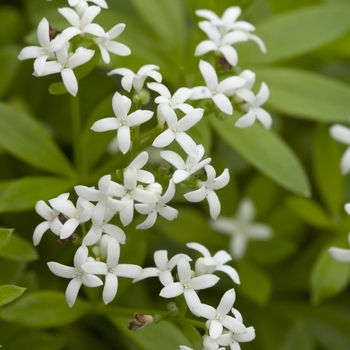 Sweet Woodruff Sweet Woodruff