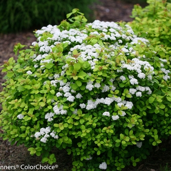 Birchleaf Spirea Birchleaf Spirea