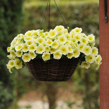 Petunia Petunia
