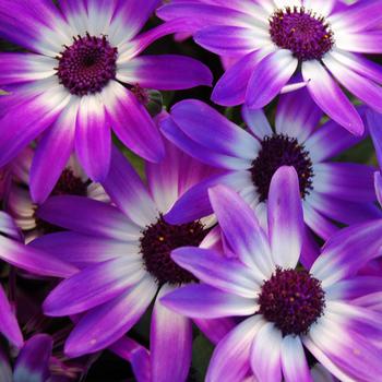 Senetti&reg; 'Violet Bicolor'