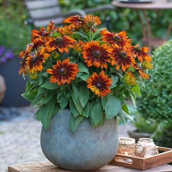 Sunbeckia® 'Sarah' Sunbeckia® 'Sarah'
