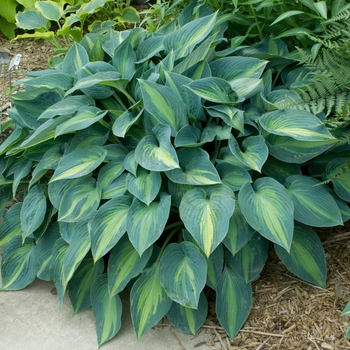 Plantain Lily Plantain Lily