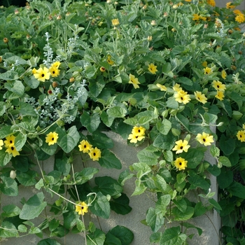 Black-eyed Susan Vine Black-eyed Susan Vine