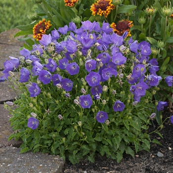 Bellflower Bellflower