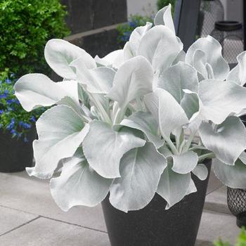 Senecio Senecio