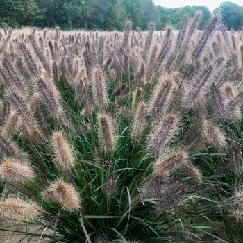 Fountain Grass Fountain Grass