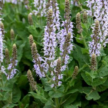 Meadow Sage