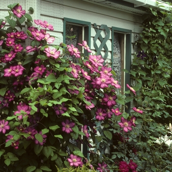 Clematis Clematis