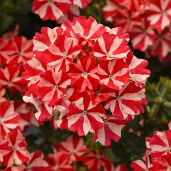 Firehouse&trade; 'Peppermint'