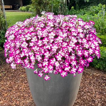 Flower Shower 'Ringo Star' Petunia Flower Shower 'Ringo Star' Petunia