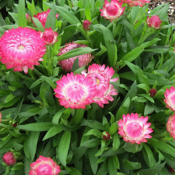 Granvia Pink Strawflower Granvia Pink Strawflower
