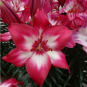 Asiatic Pot Lily