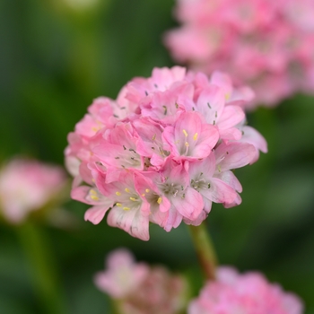 Sea Thrift  Sea Thrift