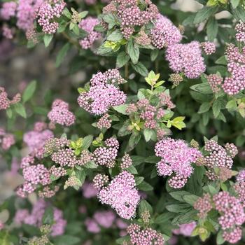 Poprocks® 'Petite' Spirea Poprocks® 'Petite' Spirea