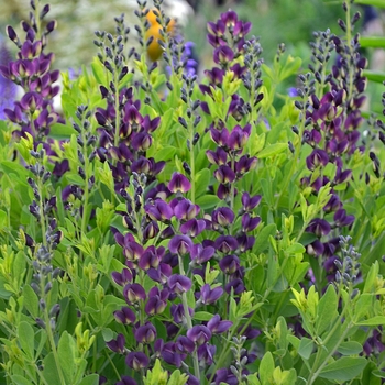 False Indigo