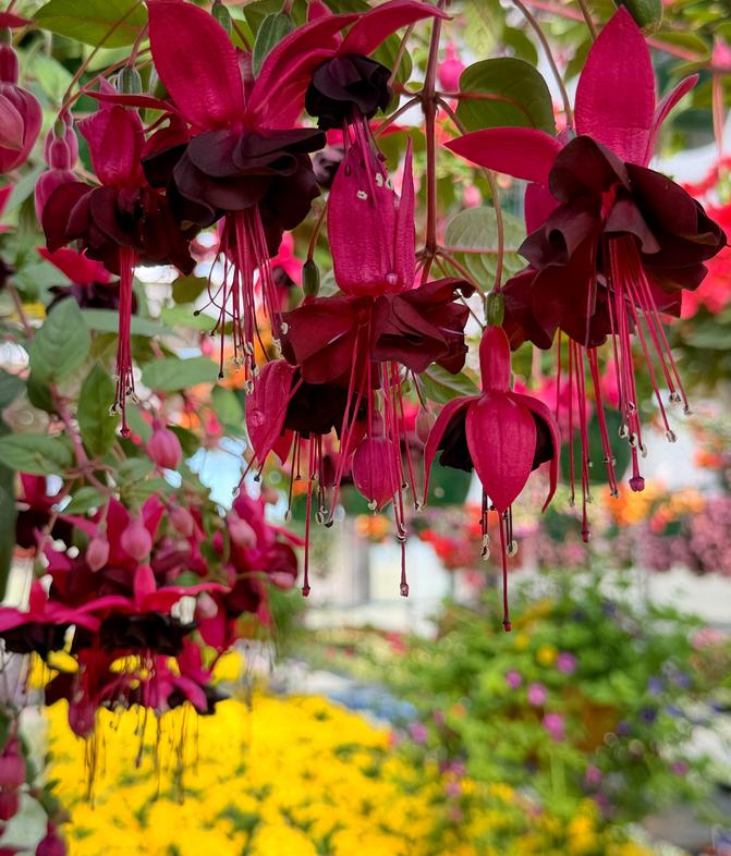 Voted 'Best Green Thumb Paradise'