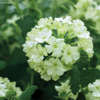Verbena