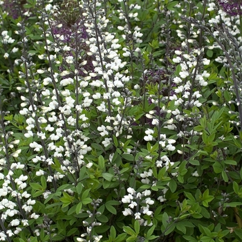 Wild Indigo Wild Indigo