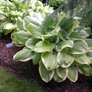 Plantain Lily