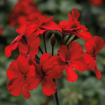 Geranium, Ivy