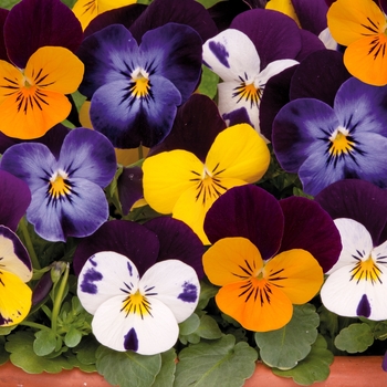 Viola