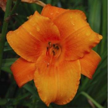 Daylily Daylily