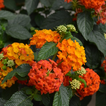 Lucky Flame Improved Lantana Lucky Flame Improved Lantana