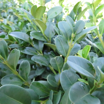 'Shadow Sentry™' Boxwood 'Shadow Sentry™' Boxwood