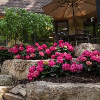 Endless Summer Summer Crush Bigleaf Hydrangea Endless Summer Summer Crush Bigleaf Hydrangea