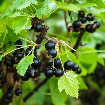 Currant Currant