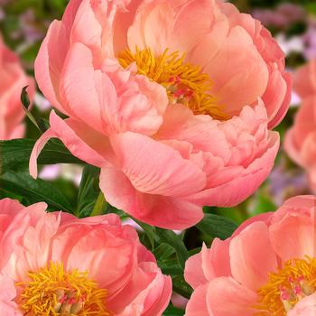 Garden Peony Garden Peony