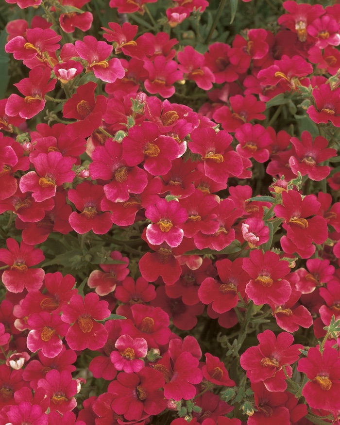 Nemesia hybrid Sunsatia® Cranberry Ebert's Greenhouse